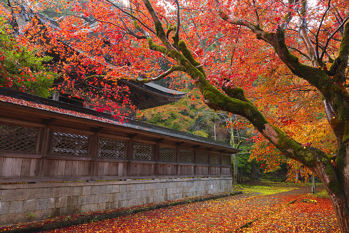 Yofu Shrine in autumn, Hyogo Pref.