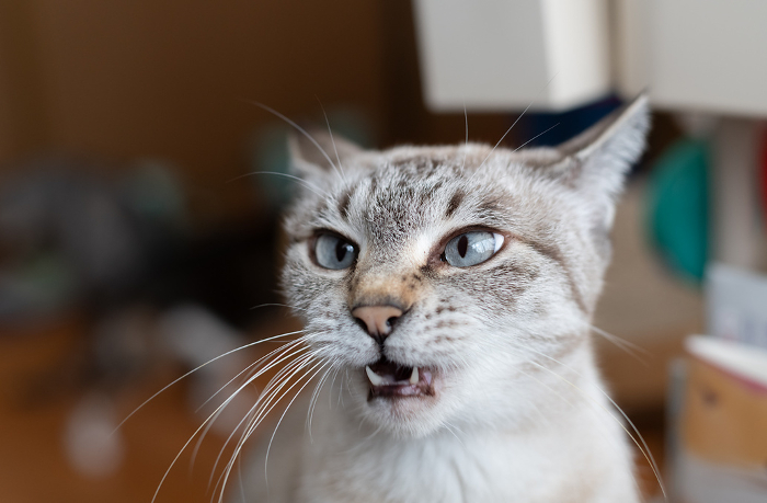 Grumpy cat Siamese tiger cat