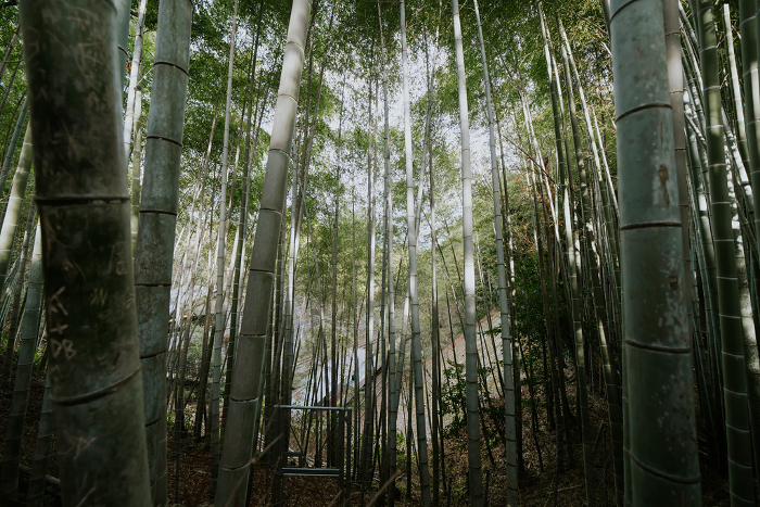 Garden and bamboo grove path at Tenryuji Temple in Kyoto