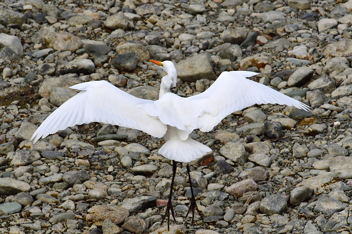 Intimidation Hunting Food chain Egret