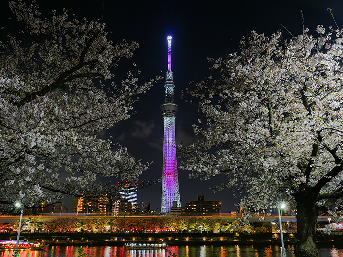 Sky Tree and nighttime cherry blossoms Tokyo