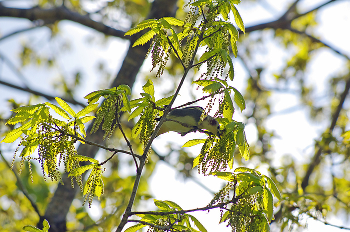 peckering starling (any bird of family Sturnidae)