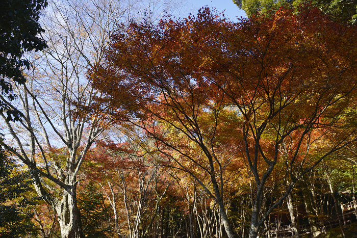 Autumn leaves in the precincts of Jingo-ji Temple, Takao, Ukyo-ku, Kyoto