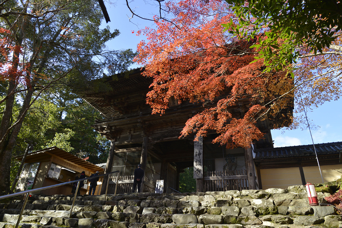 Autumn leaves of Jingo-ji Temple, Takao, Ukyo-ku, Kyoto