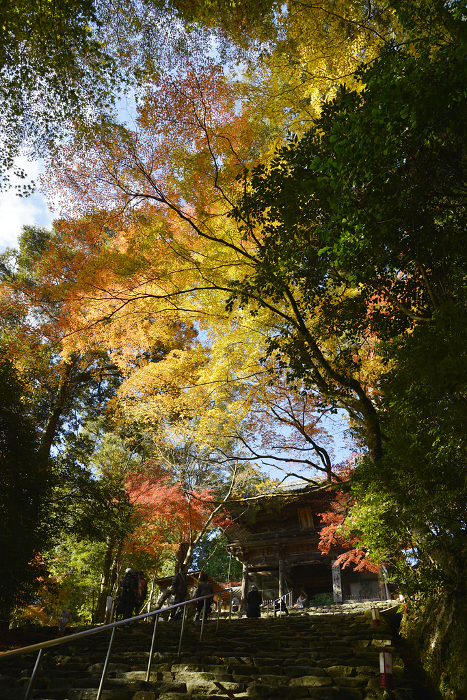 Autumn leaves of Jingo-ji Temple, Takao, Ukyo-ku, Kyoto
