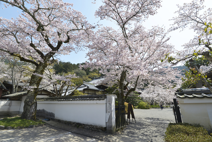 Cherry blossoms in the grounds of Bishamondō Hall in spring Yamashina-ku, Kyoto