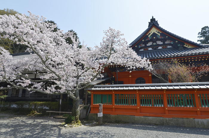 Bishamondou in spring, weeping cherry blossoms and the main shrine, Yamashina-ku, Kyoto