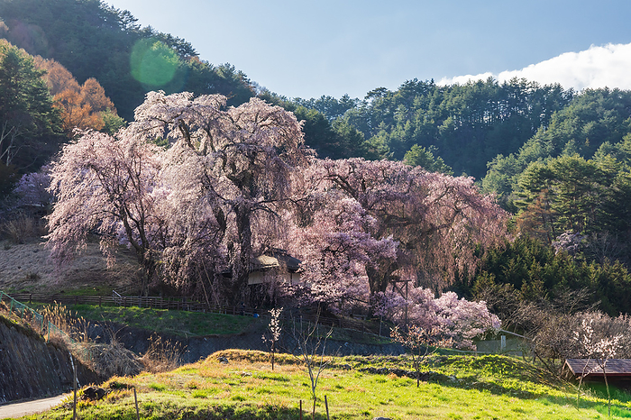 Cherry blossoms in Takato, Nagano Prefecture
