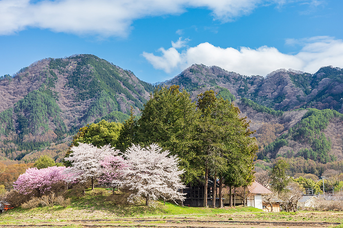 Cherry blossoms in Shiotadaira, Nagano Prefecture