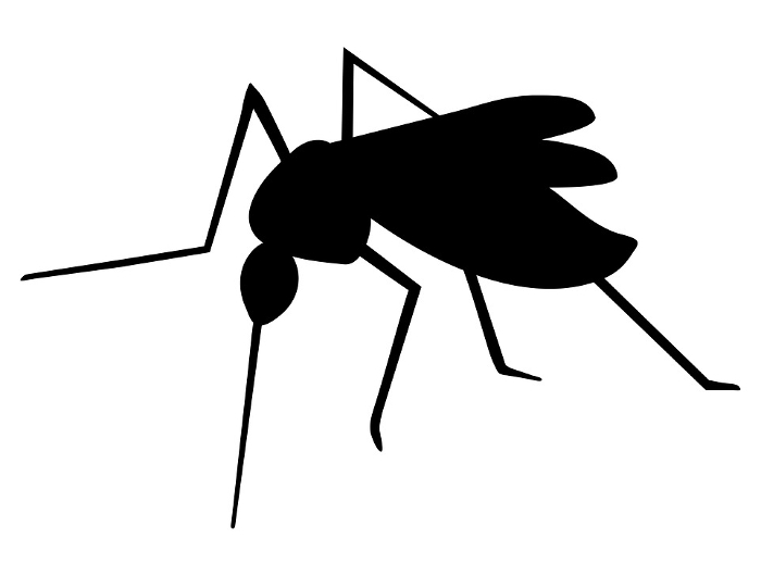 Clip art of realistic mosquito
