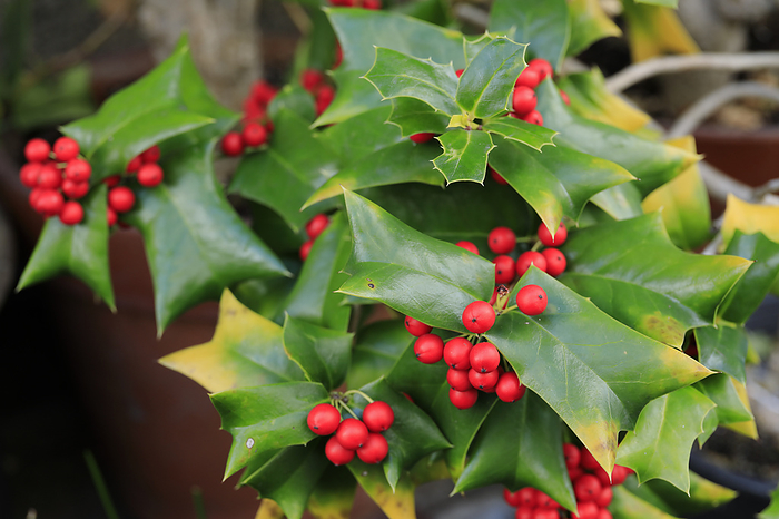 Chinese holly