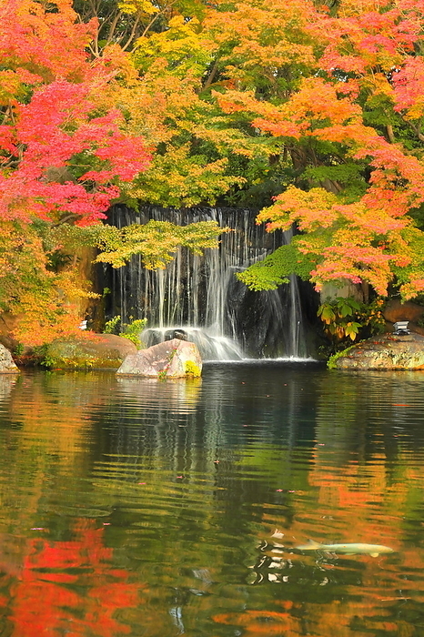 Koukouen in the garden of the former west residence of Himeji Castle in autumn leaves Himeji City, Hyogo Pref.