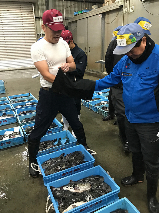 Tiger puffer fish being auctioned off in a  sack auction  amidst lively shouts. Tiger puffer fish is auctioned off in a  sack auction  amidst lively shouts at 3:45 a.m. on January 4, 2024, at Minamikazumari Market in Nishiyama cho, Hikoshima, Shimonoseki City, Yamaguchi Prefecture.