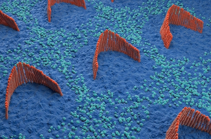 Inner ear hair cells, illustration Illustration of hair cells from the organ of Corti in the cochlear of the inner ear. Each V shaped arrangement of outer hairs  stereocilia, red  lies on the top of a single cell. The hairs are surrounded by endolymph fluid. As sound enters the ear, it causes waves to form in the endolymph, which in turn causes these hairs to move. Outer hair cells amplify the vibrations, which are then picked up by inner hair cells  not seen  that transmit the signal to auditory nerve fibres. This amplification enhances the sensitivity and dynamic range of hearing., by NEMES LASZLO SCIENCE PHOTO LIBRARY