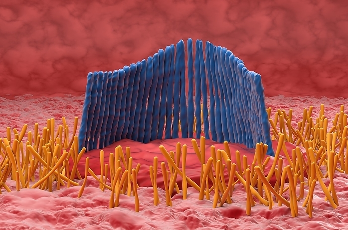 Inner ear hair cells, illustration Illustration of hair cells from the organ of Corti in the cochlear of the inner ear. Each V shaped arrangement of outer hairs  stereocilia, blue  lies on the top of a single cell. The hairs are surrounded by endolymph fluid. As sound enters the ear, it causes waves to form in the endolymph, which in turn causes these hairs to move. Outer hair cells amplify the vibrations, which are then picked up by inner hair cells  not seen  that transmit the signal to auditory nerve fibres. This amplification enhances the sensitivity and dynamic range of hearing., by NEMES LASZLO SCIENCE PHOTO LIBRARY
