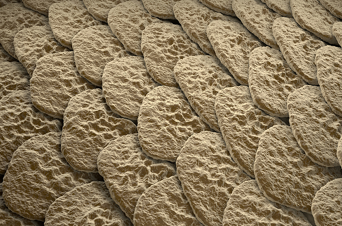 Human skin, illustration Illustration of the epidermis, the outermost layer of human skin. The outer layer of the epidermis  the stratum corneum  is a tough coating formed from overlapping layers of dead skin cells, which are continually sloughed off and replaced with cells from the dividing layers beneath., by NEMES LASZLO SCIENCE PHOTO LIBRARY