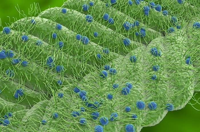 Cannabis sativa leaf, illustration Illustration of the surface of a Cannabis sativa leaf. The surface is covered in glandular trichomes that secrete a resin  blue  containing the psychoactive chemical tetrahydrocannabinol  THC . The pointed hairs are lithocyst cells. They contain cystoliths  calcium carbonate crystals ., by NEMES LASZLO SCIENCE PHOTO LIBRARY