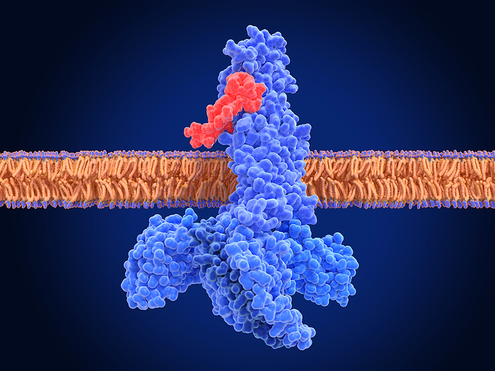 GLP 1 receptor activated by semaglutide, illustration Illustration of a glucagon like peptide 1  GLP 1  receptor  blue  binding to a semaglutide molecule  red , forming an activated complex. Semaglutide is a GLP 1 receptor agonist, a type of drug that mimics the function of natural GLP 1 hormones. These medications work by binding to GLP 1 receptors throughout the body and stimulating insulin secretion, inhibiting glucagon secretion, and slowing down gastric emptying. This leads to improved blood sugar control, making it an effective treatment option for type 2 diabetes. Semaglutide is the active ingredient in Ozempic, a medication used to treat diabetes., by JUAN GAERTNER SCIENCE PHOTO LIBRARY
