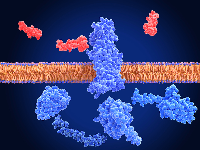 Inactivated GLP 1 receptor near semaglutide, illustration Illustration of an inactivated glucagon like peptide 1  GLP 1  receptor  blue  surrounded by semaglutide molecules  red . Semaglutide is a GLP 1 receptor agonist, a type of drug that mimics the function of natural GLP 1 hormones. These medications work by binding to GLP 1 receptors throughout the body and stimulating insulin secretion, inhibiting glucagon secretion, and slowing down gastric emptying. This leads to improved blood sugar control, making it an effective treatment option for type 2 diabetes. Semaglutide is the active ingredient in Ozempic, a medication used to treat diabetes., by JUAN GAERTNER SCIENCE PHOTO LIBRARY
