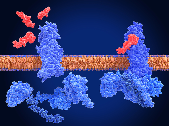 GLP 1 receptors and semaglutide agonists, illustration Illustration of an inactivated glucagon like peptide 1  GLP 1  receptor  blue, left  surrounded by semaglutide molecules  red  and activated GLP 1 receptor  right  binding to a semaglutide agonist. Semaglutide is a GLP 1 receptor agonist, a type of drug that mimics the function of natural GLP 1 hormones. These medications work by binding to GLP 1 receptors throughout the body and stimulating insulin secretion, inhibiting glucagon secretion, and slowing down gastric emptying. This leads to improved blood sugar control, making it an effective treatment option for type 2 diabetes. Semaglutide is the active ingredient in Ozempic, a medication used to treat diabetes., by JUAN GAERTNER SCIENCE PHOTO LIBRARY