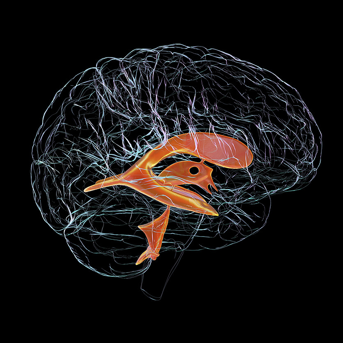 Ventricular system of the brain, illustration Ventricular system of brain, computer illustration. The ventricles are cavities in the brain that are filled with cerebrospinal fluid  CSF ., by KATERYNA KON SCIENCE PHOTO LIBRARY