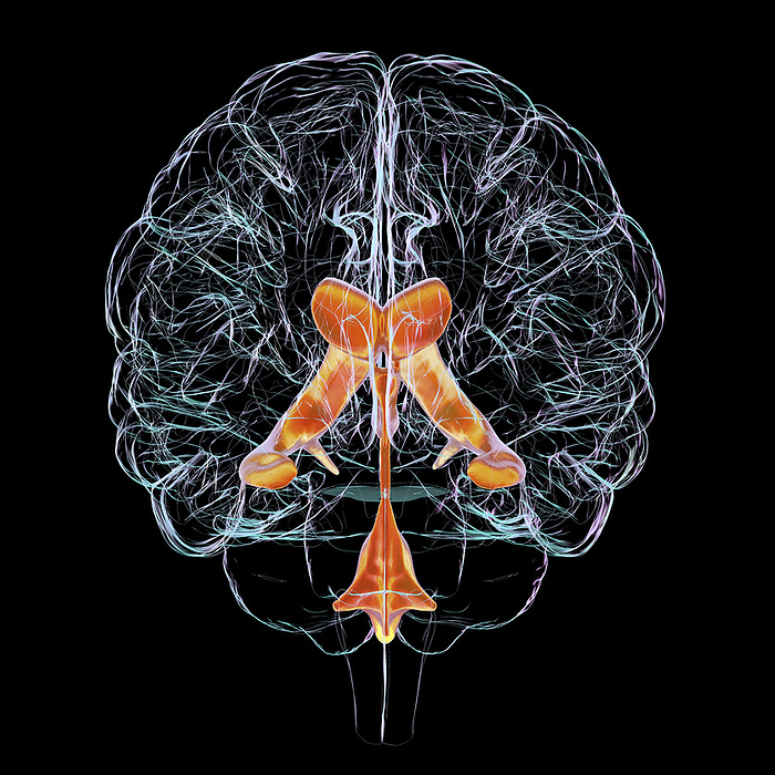 Ventricular system of the brain, illustration Ventricular system of brain, computer illustration. The ventricles are cavities in the brain that are filled with cerebrospinal fluid  CSF ., by KATERYNA KON SCIENCE PHOTO LIBRARY