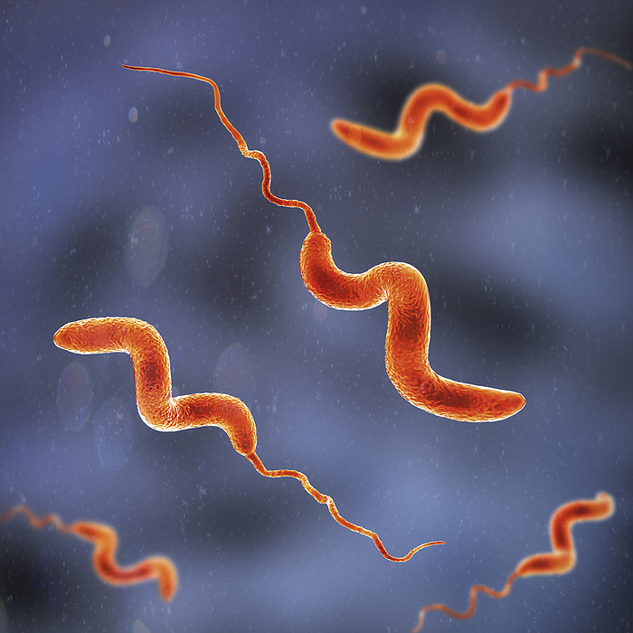 Campylobacter bacteria, illustration Campylobacter bacteria, computer illustration. Gram negative spiral shaped bacteria, Campylobacter jejuni and C. coli, causes campylobacteriosis in humans., by KATERYNA KON SCIENCE PHOTO LIBRARY