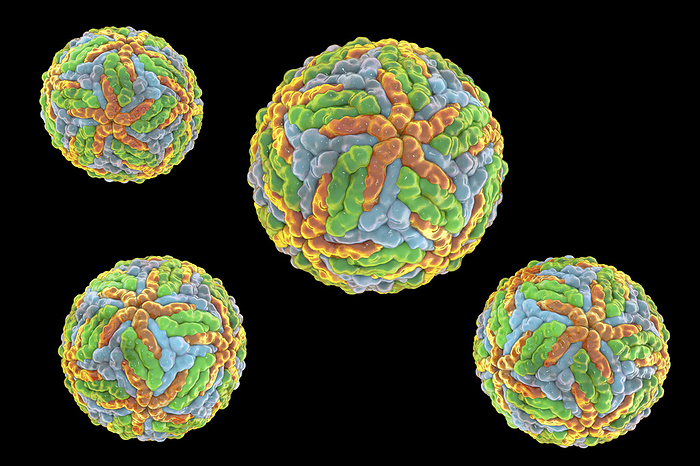 Dengue viruses, illustration Computer illustration of Dengue viruses, a group of RNA  ribonucleic acid  viruses transmitted by mosquitoes and responsible for causing dengue fever., by KATERYNA KON SCIENCE PHOTO LIBRARY