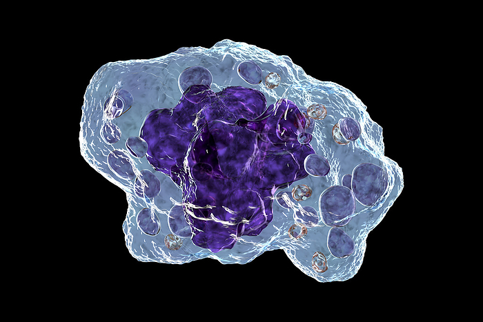 Macrophage, illustration Computer illustration showcasing the inner structure of a macrophage cell, revealing its vital components and functions., by KATERYNA KON SCIENCE PHOTO LIBRARY