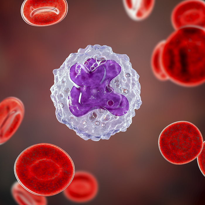 Monocyte and red blood cells, illustration Computer illustration revealing the inner structure of a monocyte cell, vital in the immune system., by KATERYNA KON SCIENCE PHOTO LIBRARY