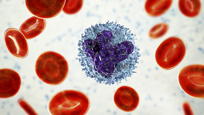 Monocyte and red blood cells, illustration Computer illustration revealing the inner structure of a monocyte cell, vital in the immune system., by KATERYNA KON SCIENCE PHOTO LIBRARY