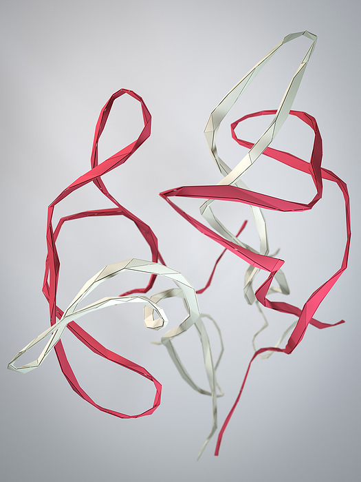 Human nerve growth factor protein structure, illustration Human nerve growth factor  hNGF , crystal structure. Recombinant version is known as cenegermin. 3D rendering: cartoon model in an origami inspired style. Alpha helices are coloured red, other elements including beta sheets are coloured white., by MOLEKUUL SCIENCE PHOTO LIBRARY