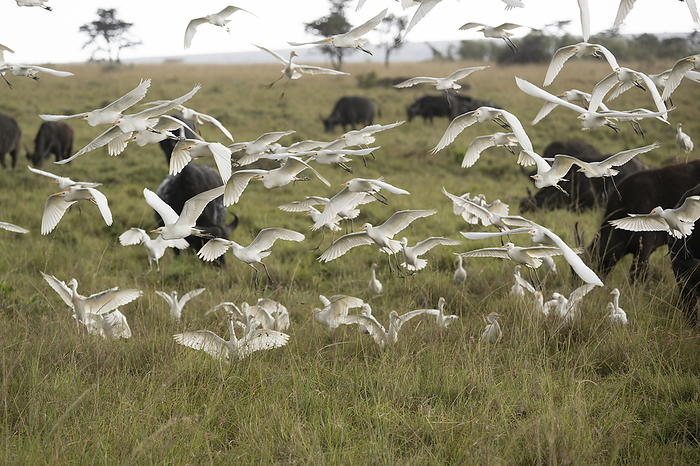Cattle egret flock in flight Cattle egret  Bubulcus ibis  flock in flight. As the name suggests, cattle egrets can often be seen close to cows and other large grazing mammals. They follow the animals around, feeding on the insects and other small prey disturbed by them. Photographed in Kenya., by DR P. MARAZZI SCIENCE PHOTO LIBRARY