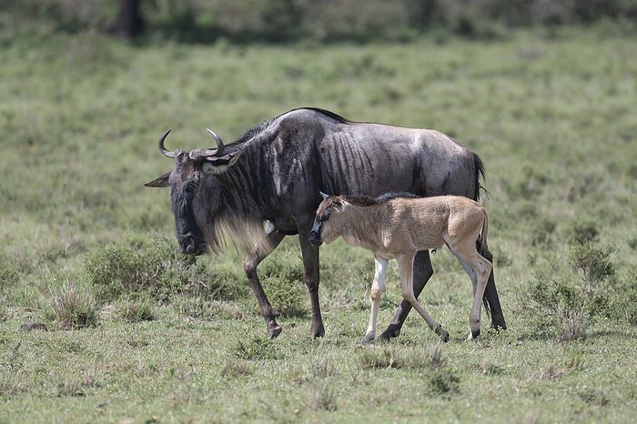 Common wildebeest and calf Common wildebeest  Connochaetes taurinus  and calf. Wildebeest inhabit the short grass plains and woodlands of southern and eastern Africa. They are social animals, living in herds of several thousands of individuals. Photographed in Kenya., by DR P. MARAZZI SCIENCE PHOTO LIBRARY