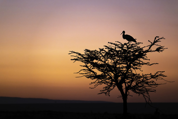 White stork perching in tree White stork  Ciconia ciconia  perching in a tree. The white stork is a long distance migrant, travelling from Europe to winter in tropical Sub Saharan Africa or on the Indian subcontinent. Photographed in Kenya., by DR P. MARAZZI SCIENCE PHOTO LIBRARY