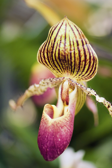 Venus slipper orchid  Paphiopedilum sp.  Venus slipper orchid  Paphiopedilum sp. ., by MARIA MOSOLOVA SCIENCE PHOTO LIBRARY