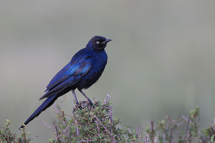 Ruppell s glossy starling Ruppell s glossy starling  Lamprotornis purpuropterus . This starling has a dark blue black, glossy body, a long purple or blue tail and white eyes. Photographed in Kenya., by DR P. MARAZZI SCIENCE PHOTO LIBRARY