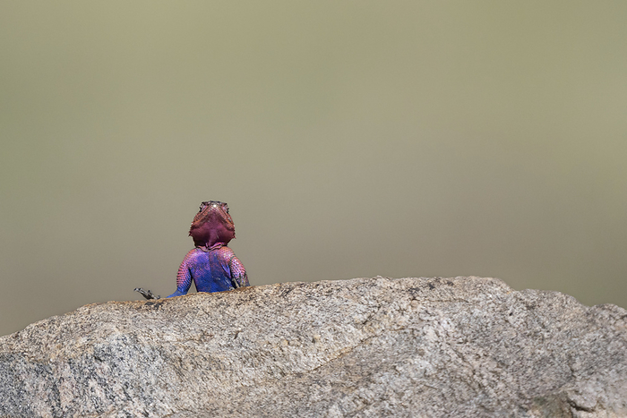 Common agama on a rock Common agama  Agama agama  on a rock.  Photographed in Kenya., by DR P. MARAZZI SCIENCE PHOTO LIBRARY
