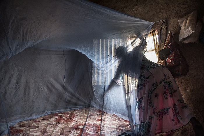 Bed net Woman setting up a malaria bed net in the Libo Kemekem area, a district in the Amhara region of Ethiopia. The nets, especially when treated with insecticide, can keep mosquitos away during sleep, reducing chances for malaria to spread., by KAREN KASMAUSKI SCIENCE PHOTO LIBRARY