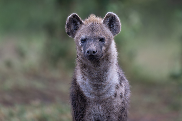 Spotted hyena Spotted hyena  Crocuta crocuta . Spotted hyenas are also called laughing hyenas because of the noise they make after catching prey. With powerful jaws and strong teeth, they re efficient predators in the wild. They live in large groups called clans, which can consist of up to 80 hyenas. Photographed in Masai Mara, Kenya., by DR P. MARAZZI SCIENCE PHOTO LIBRARY