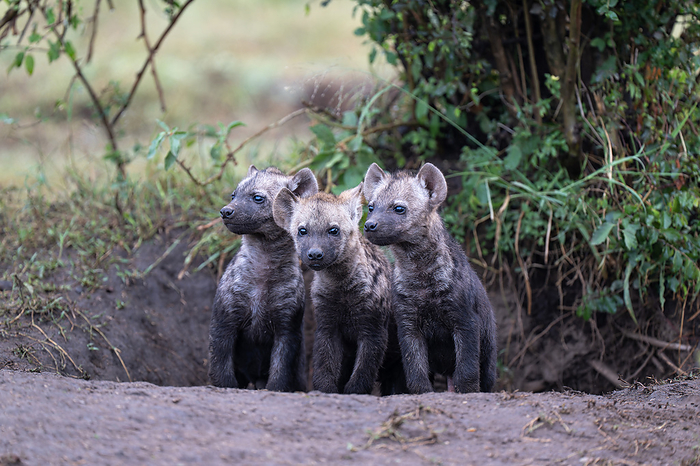 Spotted hyena cubs Spotted hyena cubs  Crocuta crocuta . Spotted hyenas are also called laughing hyenas because of the noise they make after catching prey. With powerful jaws and strong teeth, they re efficient predators in the wild. They live in large groups called clans, which can consist of up to 80 hyenas. Photographed in Masai Mara, Kenya., by DR P. MARAZZI SCIENCE PHOTO LIBRARY