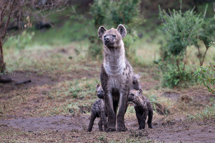 Spotted hyena and cubs Spotted hyena  Crocuta crocuta  and cubs. Spotted hyenas are also called laughing hyenas because of the noise they make after catching prey. With powerful jaws and strong teeth, they re efficient predators in the wild. They live in large groups called clans, which can consist of up to 80 hyenas. Photographed in Masai Mara, Kenya., by DR P. MARAZZI SCIENCE PHOTO LIBRARY