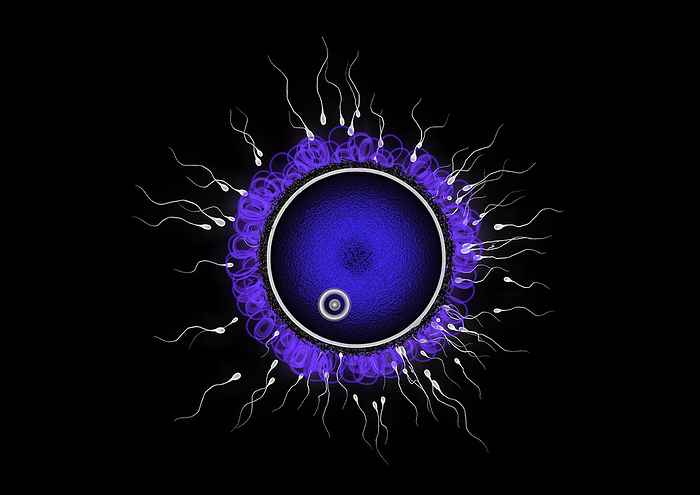 Fertilisation, illustration Illustration of sperm attempting to fertilise an egg cell  ovum ., by THOMAS PARSONS SCIENCE PHOTO LIBRARY