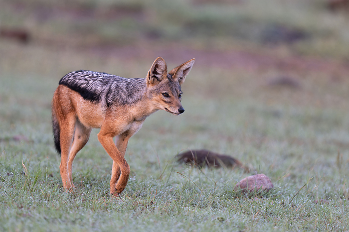 Black backed jackal walking Black backed jackal  Canis mesomelas  walking. This medium sized canine is native to eastern and southern Africa. It has a fox like apperance with a slender body, long legs and large ears. Photographed in Masai Mara, Kenya., by DR P. MARAZZI SCIENCE PHOTO LIBRARY