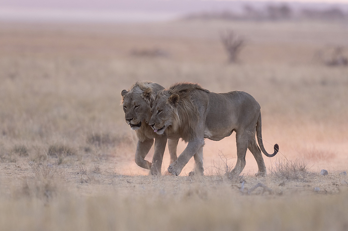 Two young male African lions at dusk Two young adult male African lions  Panthera Leo  being affectionate whilst walking together at dusk in Etosha national park, Namibia. Head rubbing, or nuzzling, is a common greeting behaviour for lions., by TONY CAMACHO SCIENCE PHOTO LIBRARY
