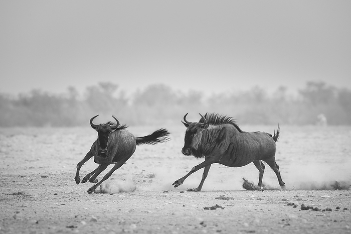 Blue wildebeest running Frivolity between members of a herd of blue, or common, wildebeest  Connochaetes taurinus , also known as brindled gnu s, moving towards a waterhole in Etosha national park, Namibia., by TONY CAMACHO SCIENCE PHOTO LIBRARY