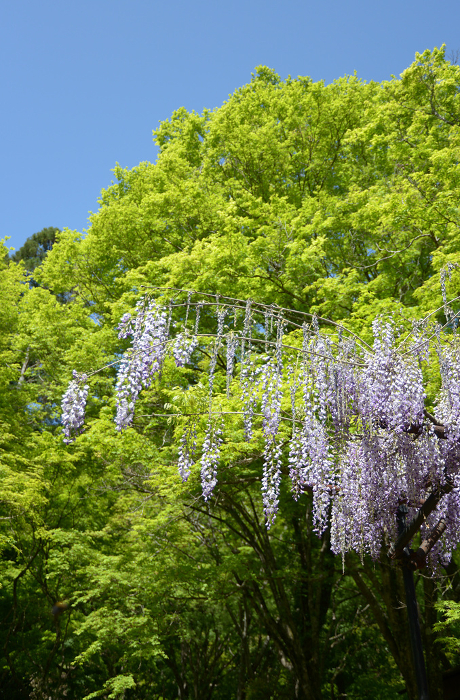 Fresh greenery and wisteria flowers in the Jingo-ji temple grounds Takao, Ukyo-ku, Kyoto