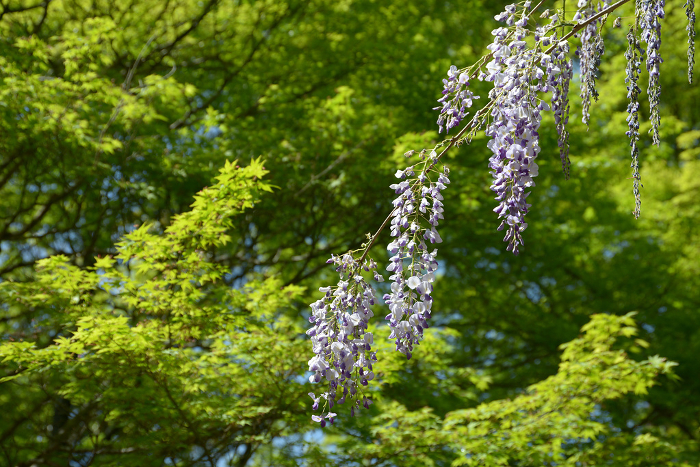 Fresh greenery and wisteria flowers in the Jingo-ji temple grounds Takao, Ukyo-ku, Kyoto