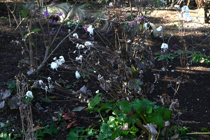 Cotton wool and seeds of Chrysanthemum kibune