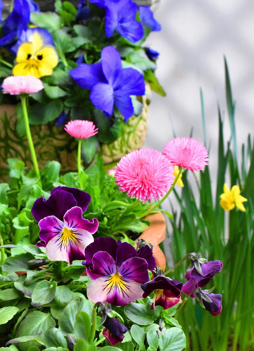 Spring flowers in the garden, spring flower background, mixtures, gardening